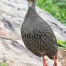 Francolin criard
