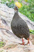 Cape Spurfowl