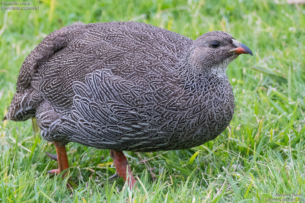 Francolin criard mâle adulte