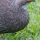 Francolin criard