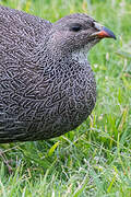 Cape Spurfowl