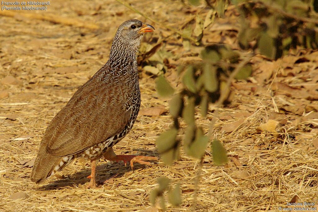 Francolin de Hildebrandt mâle adulte