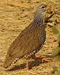 Francolin de Hildebrandt