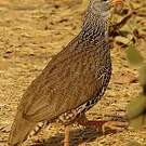 Francolin de Hildebrandt