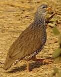 Francolin de Hildebrandt