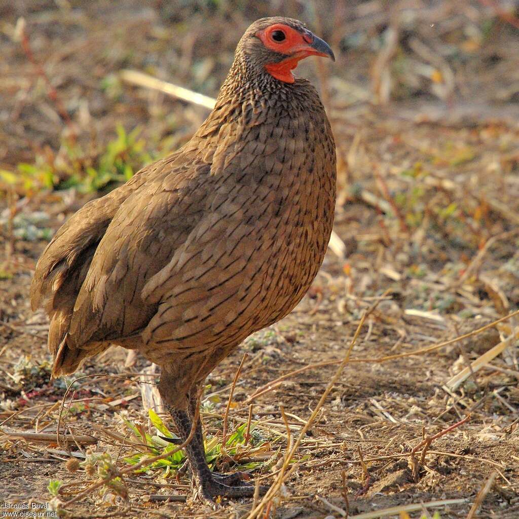 Francolin de Swainsonadulte, identification