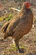 Francolin de Swainson