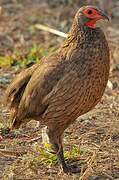 Swainson's Spurfowl