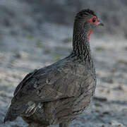 Francolin de Swainson