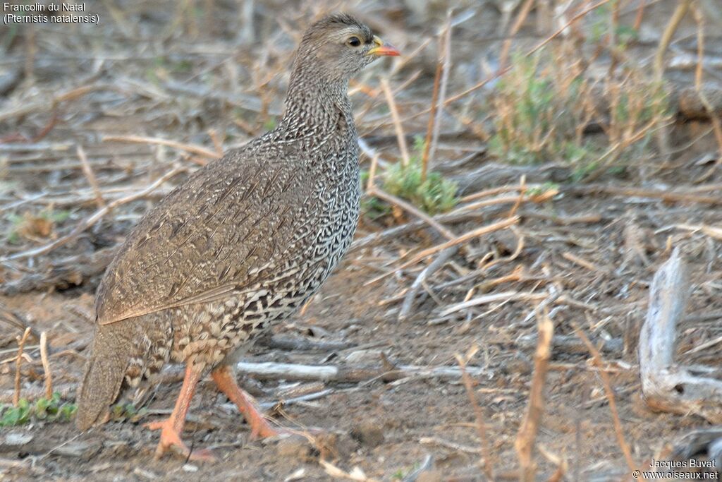 Francolin du Nataladulte