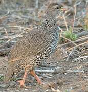 Natal Spurfowl