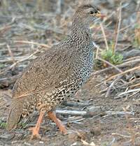 Francolin du Natal