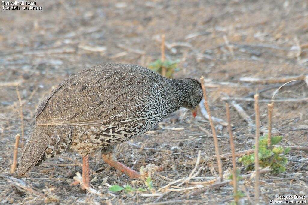 Francolin du Nataladulte