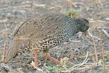 Francolin du Natal