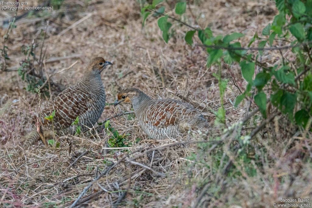 Francolin grisadulte, habitat, composition, pigmentation