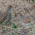 Francolin gris