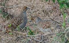 Francolin gris