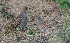 Grey Francolin