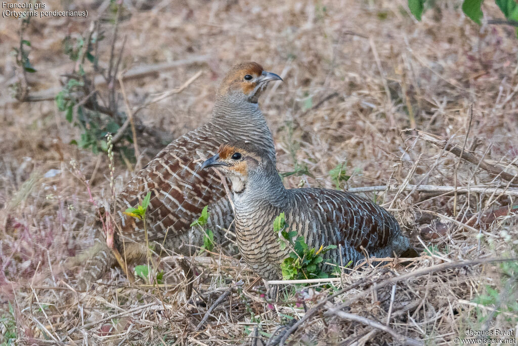 Francolin grisadulte, composition, pigmentation