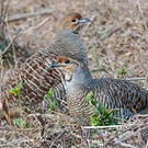 Francolin gris