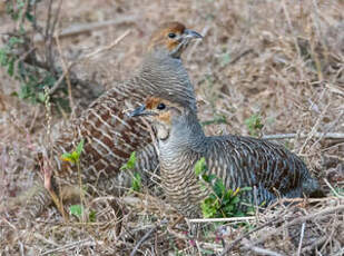 Francolin gris