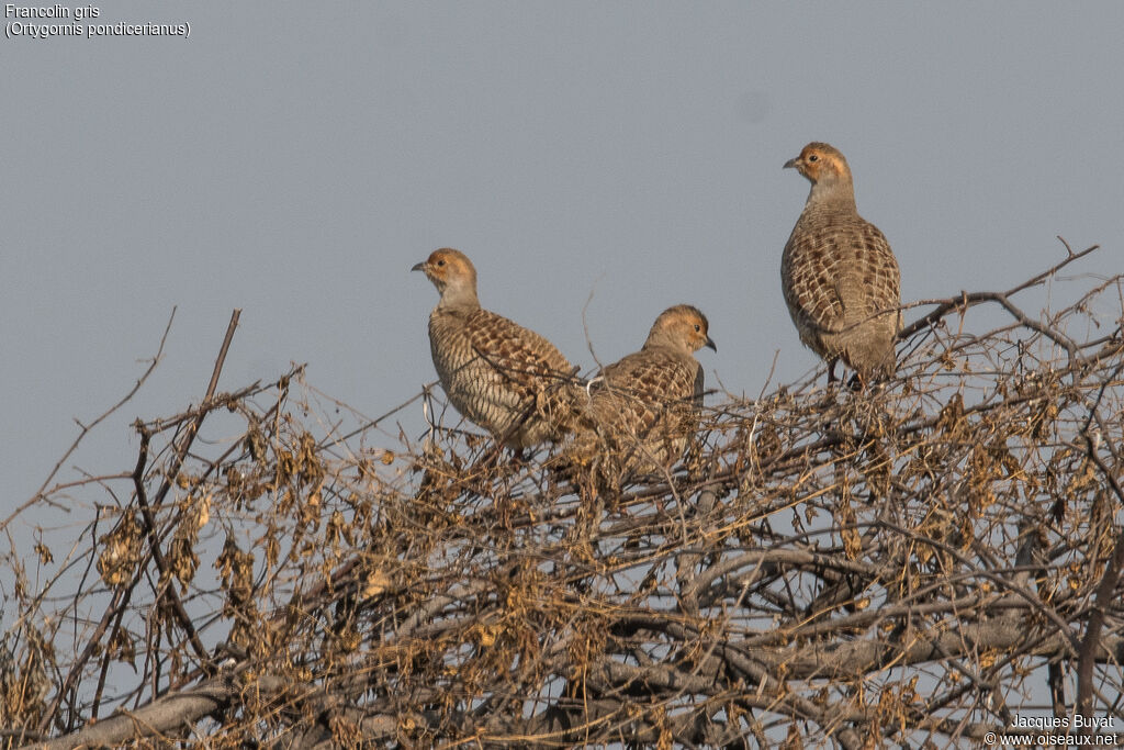 Francolin grisadulte, habitat, composition, pigmentation