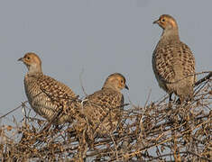 Grey Francolin