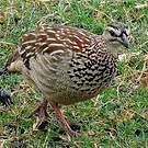 Francolin huppé