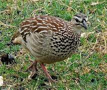 Crested Francolin