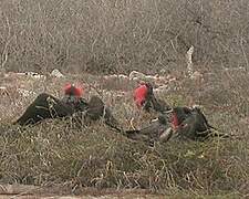 Great Frigatebird