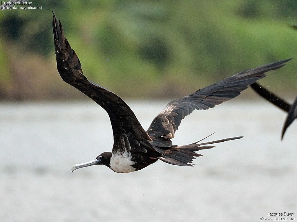 Magnificent Frigatebird female adult, aspect, pigmentation, Flight, fishing/hunting