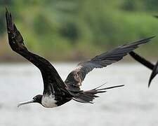 Magnificent Frigatebird