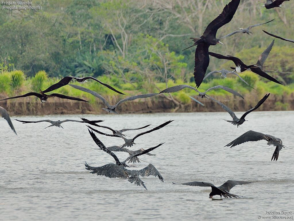 Magnificent Frigatebird, aspect, pigmentation, Flight, fishing/hunting