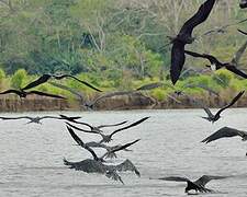 Magnificent Frigatebird