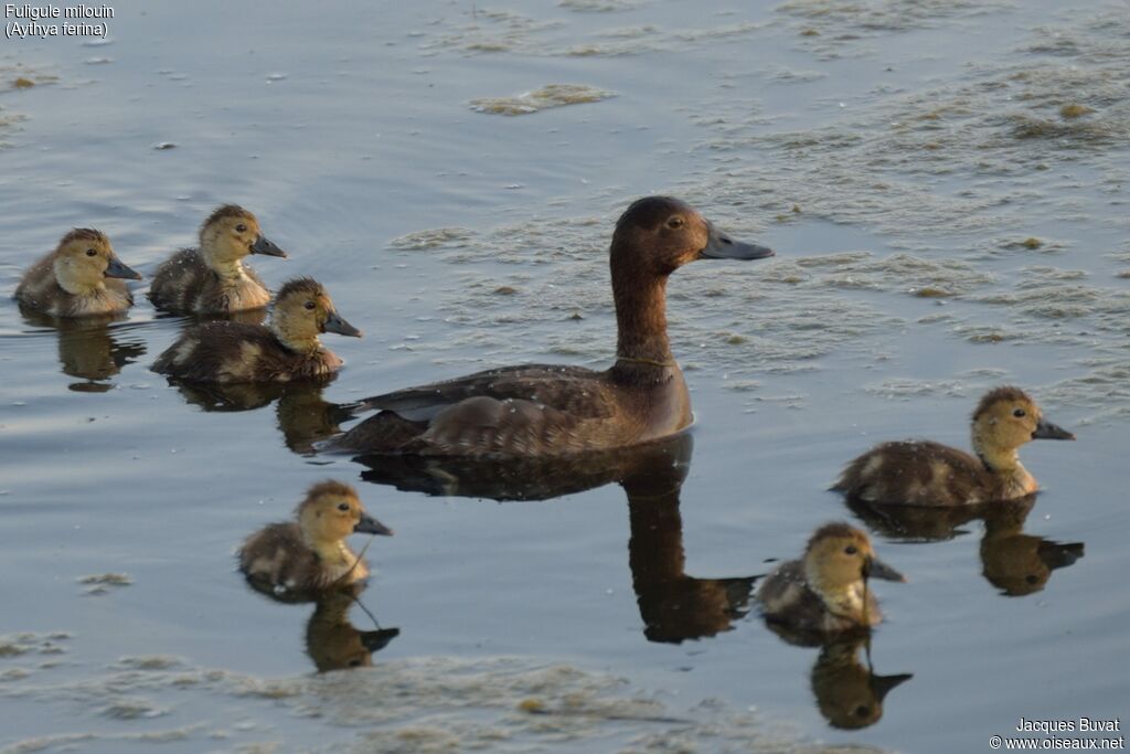 Common PochardFirst year