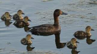 Common Pochard