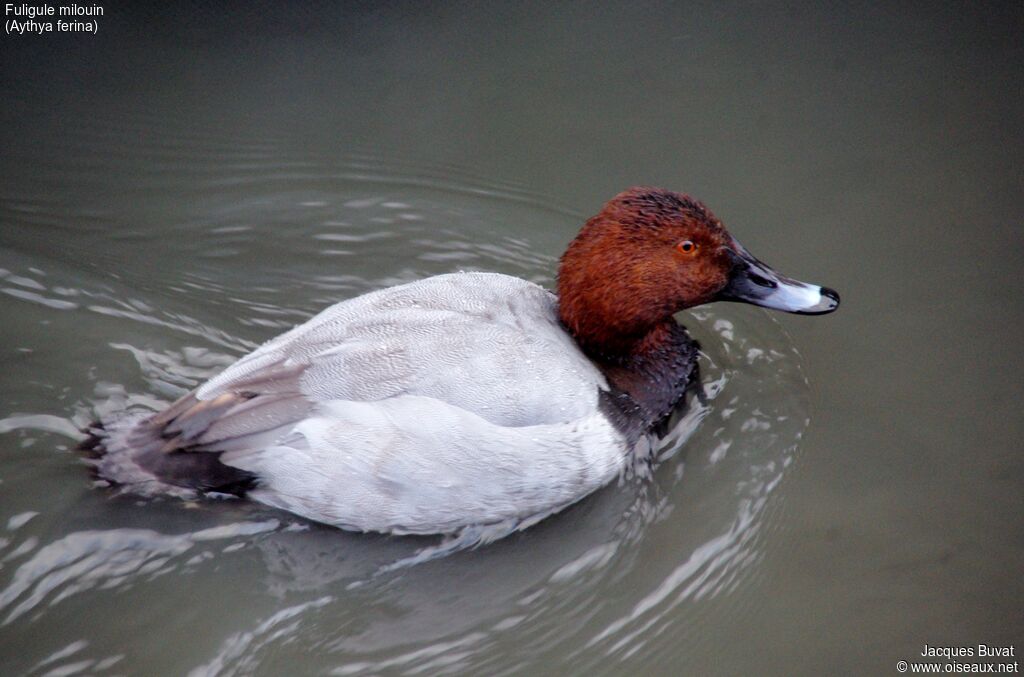 Common Pochard male adult breeding