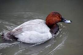 Common Pochard