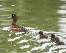 Tufted Duck