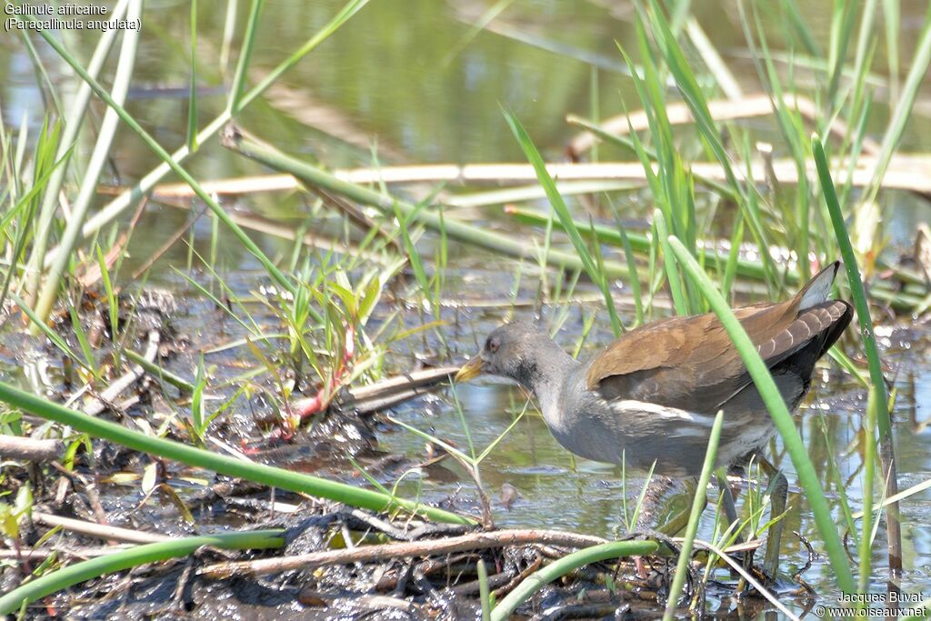 Gallinule africainejuvénile