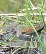 Gallinule africaine