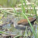 Gallinule africaine