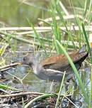 Gallinule africaine