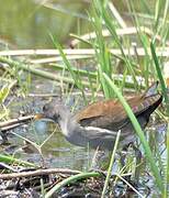 Lesser Moorhen