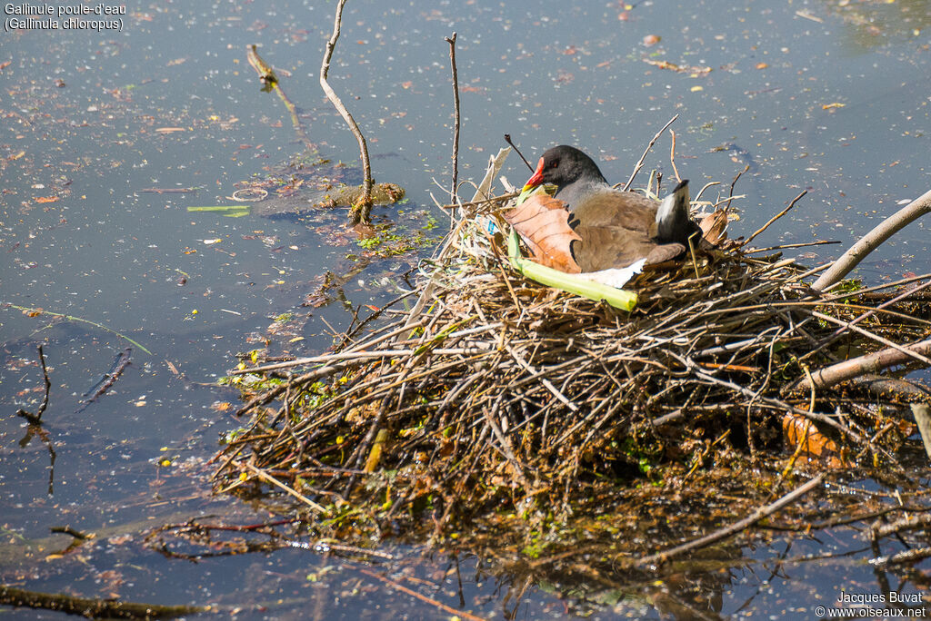 Gallinule poule-d'eauadulte, identification, habitat, composition, pigmentation, Nidification