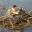 Gallinule poule-d'eau