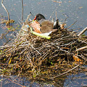 Gallinule poule-d'eau