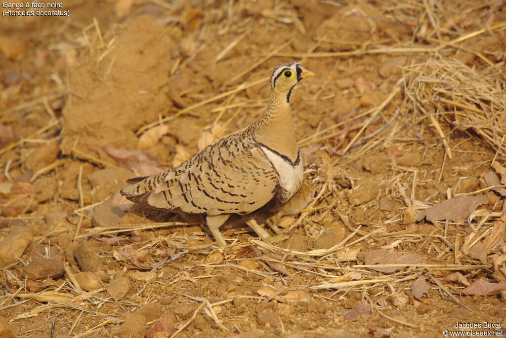 Black-faced Sandgrouseadult