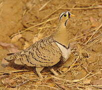 Black-faced Sandgrouse