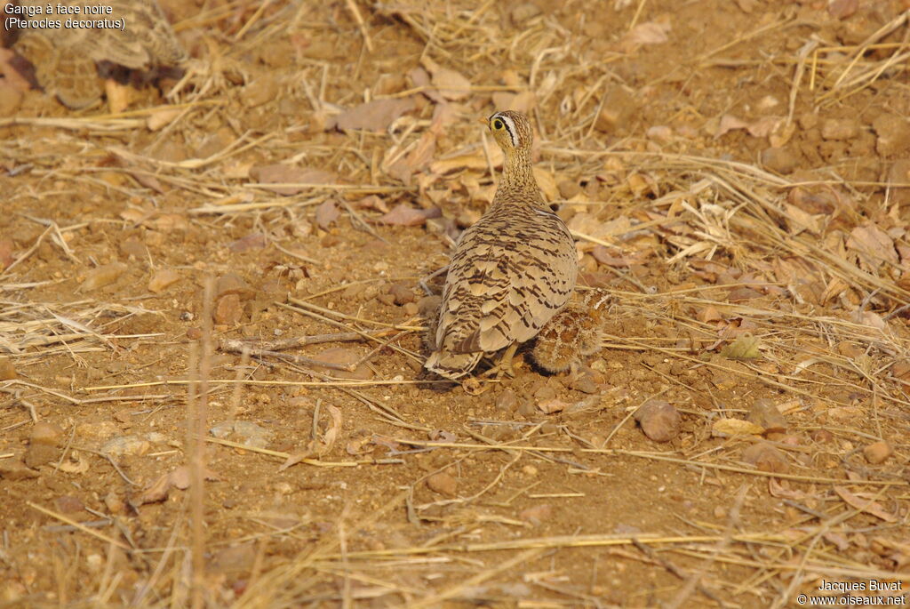 Black-faced SandgrouseFirst year